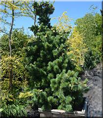 PINUS PAR AOI #10/30" BB