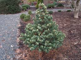 PINUS PAR BLUE ANGEL #20/4' BB