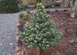 PINUS PAR FUKAI #15/3' BB
