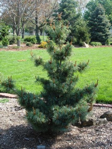PINUS PAR JAPANESE WHITE #20