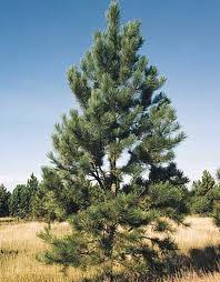 PINUS PONDEROSA PINE 6' BB