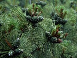 PINUS PUM BLUE DWARF #3
