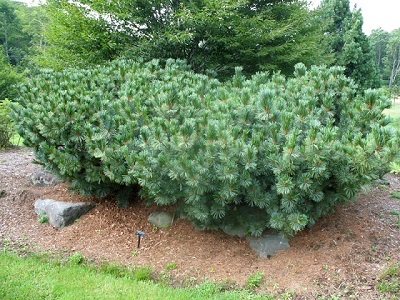 PINUS PUM BLUE DWARF #7