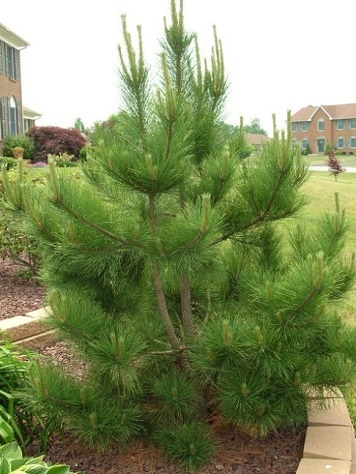 PINUS RESINOSA NORWAY PINE 5' BB