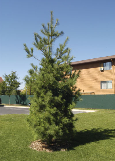 PINUS STR EASTERN WHITE PINE #15