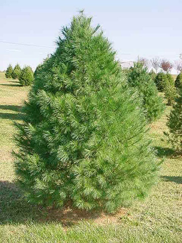 PINUS STR EASTERN WHITE PINE6'BB