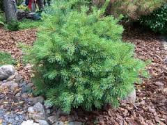 PINUS STR BLUE SHAG #5