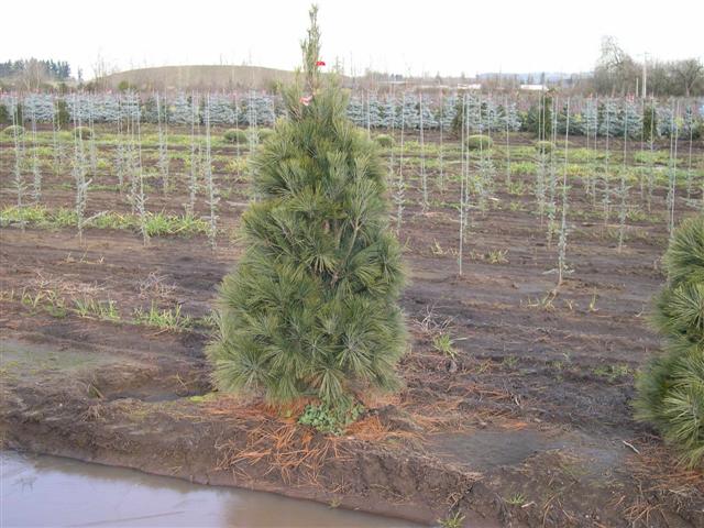 PINUS STR FASTIGIATA 5' BB