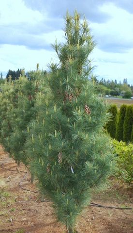 PINUS STR FASTIGIATA 7' BB