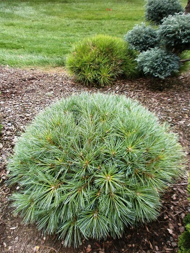 PINUS STR MACOPIN #6