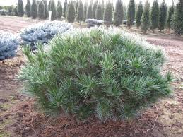 PINUS STR NANA #10