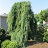 PINUS STR PENDULA #20/4'