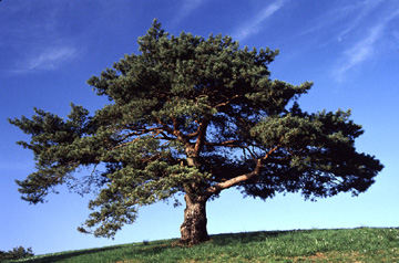 PINUS SYL SCOTCH PINE #3