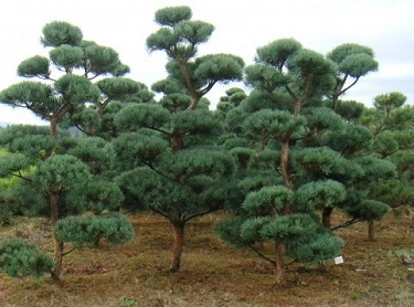 PINUS SYL BONNA 5' BB HP