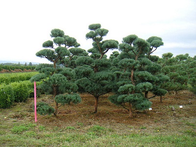 PINUS SYL BONNA 6' BB HP