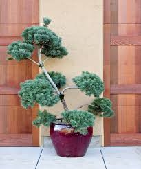 PINUS SYL FRENCH BLUE #10 HP