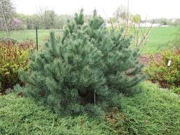 PINUS SYL GLAUCA NANA #5 PPON