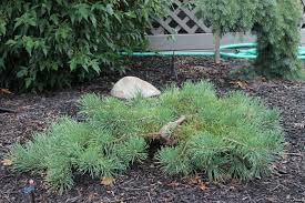 PINUS SYL HILLSIDE CREEPER #6