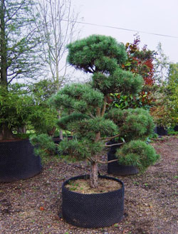 PINUS SYL TOPIARY #10 HINDU PAN