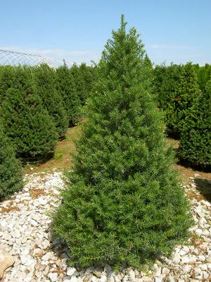 TAXUS CUS CAPITATA 5' BB