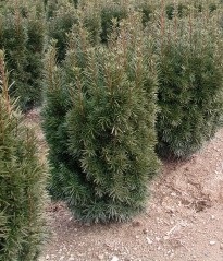 TAXUS CUS NOVA #10/18"