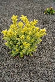 TAXUS CUS DWF BRIGHT GOLD #3