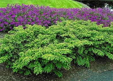 TAXUS CUS EMERALD SPREADER #5