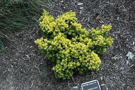 TAXUS CUS NANA AURESCENS #3