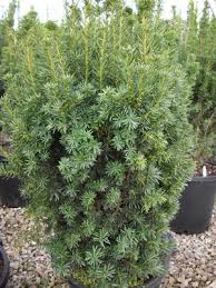 TAXUS MED CITATION #5