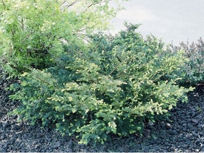 TAXUS DK GREEN SPREADER #5