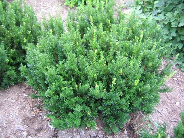 TAXUS MED STONEHENGE #2 PW