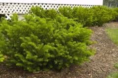 TAXUS MED TAUNTON YEW #5