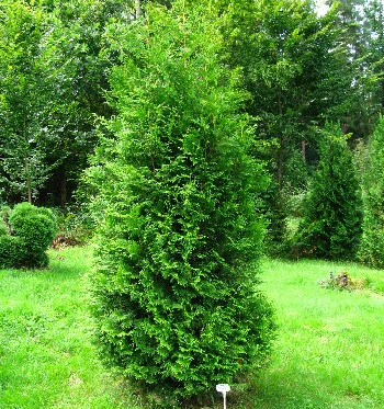 THUJA OCC WHITE CEDAR #10