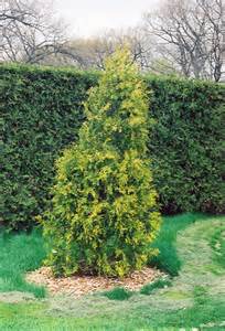 THUJA OCC WHITE CEDAR 6' BB