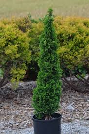 THUJA OCC DEGROOT SPIRE #10