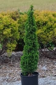 THUJA OCC DEGROOT SPIRE 5' BB