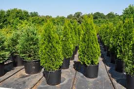 THUJA OCC EMERALD #15