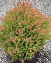 THUJA OCC FILIFORMIS #7