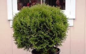 THUJA OCC HETZ MIDGET #2