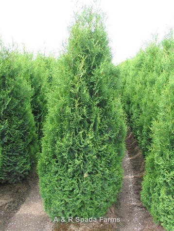 THUJA OCC HOLMSTRUP #2
