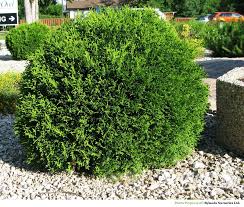THUJA OCC LITTLE GIANT #2