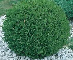 THUJA OCC MR. BOWLING BALL #5
