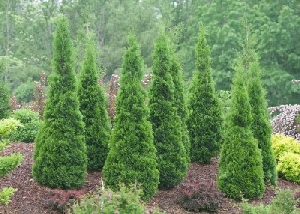 THUJA OCC NORTH POLE 7' BB