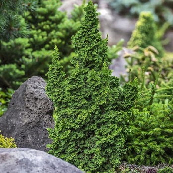 THUJA OCC PRIMO #3