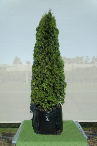 THUJA OCC PYRAMIDALIS 7' BB
