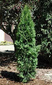 THUJA OCC RUSHMORE #20