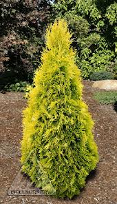 THUJA OCC SUNKIST #10