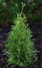 THUJA OCC TECHNITO #5 FE R3