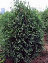 THUJA OCC TECHNY 6' BB