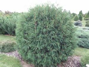 THUJA OCC TECHNY GLOBE #7